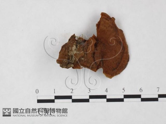 登錄號:F0005534藏品圖，第3張