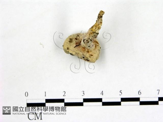 登錄號:F0015534藏品圖，第3張