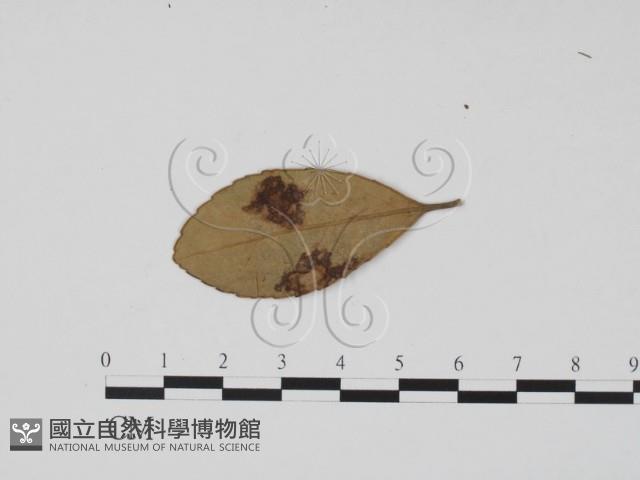 館號:F0019534藏品圖，第3張