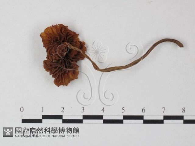 登錄號:F0023534藏品圖，第3張