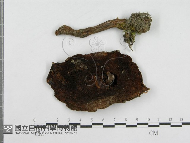 登錄號:F0003534藏品圖，第3張