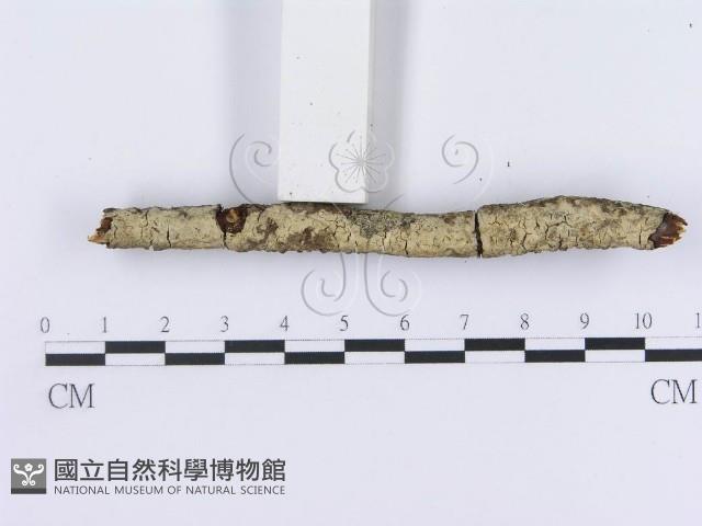 登錄號:F0013534藏品圖，第3張