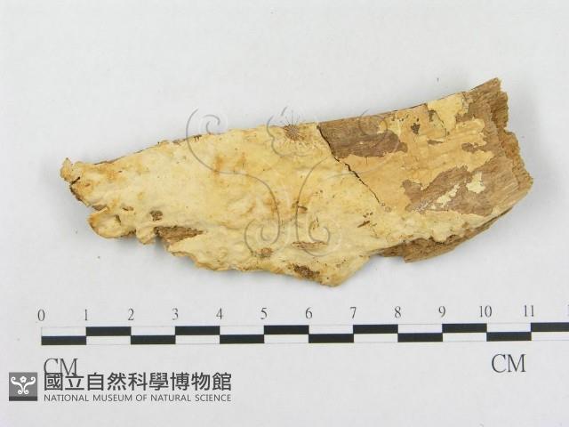 登錄號:F0008134藏品圖，第3張