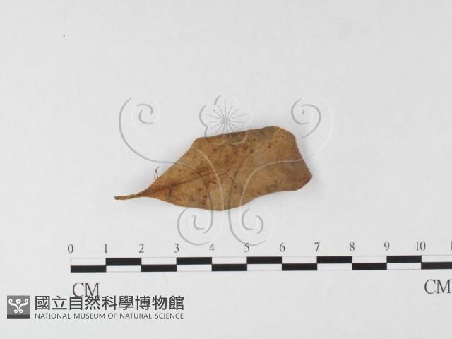 登錄號:F0026134藏品圖，第3張