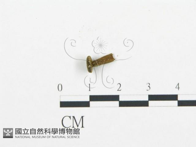 登錄號:F0016134藏品圖，第3張