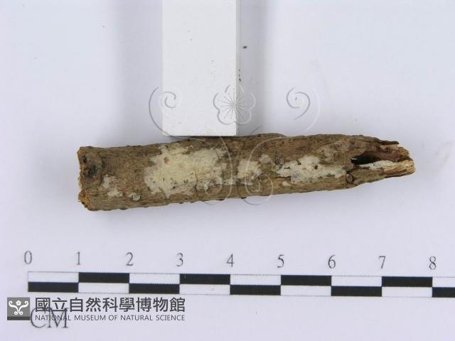 登錄號:F0004134藏品圖，第3張