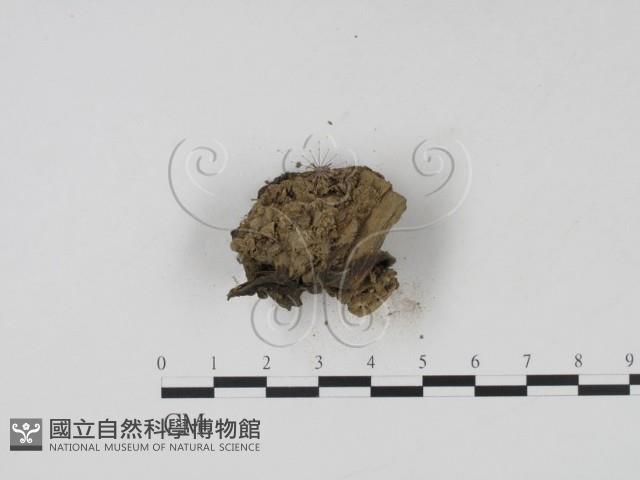 登錄號:F0002134藏品圖，第3張