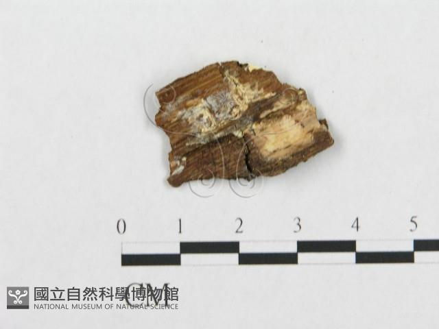 登錄號:F0007134藏品圖，第3張