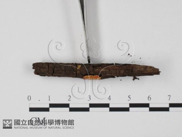 登錄號:F0005134藏品圖，第3張