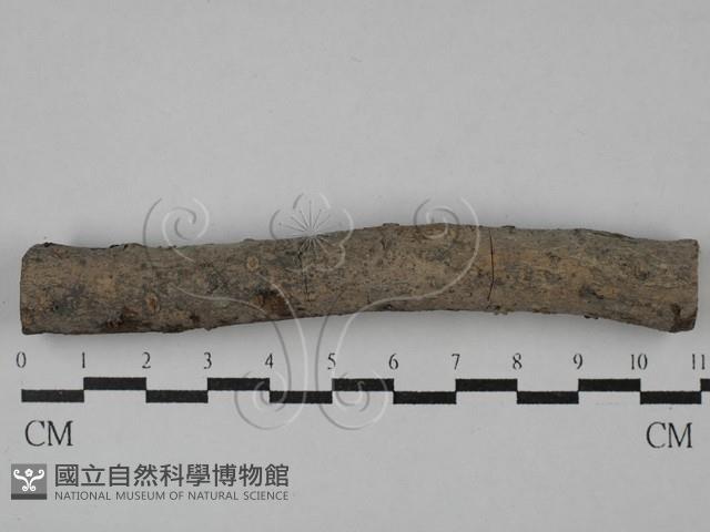 刺皮菌屬藏品圖，第3張