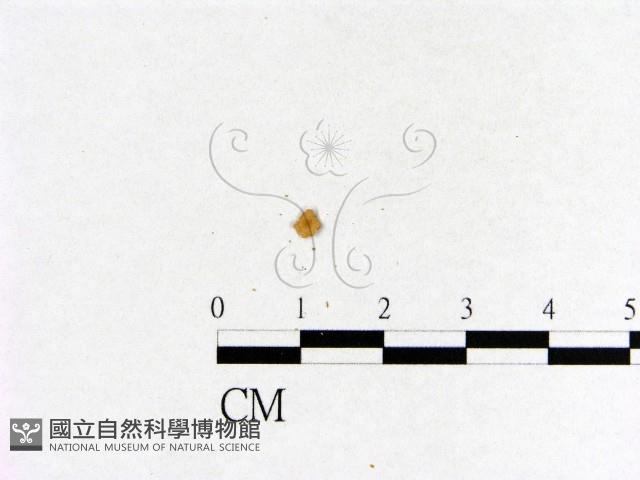 小菇屬藏品圖，第3張