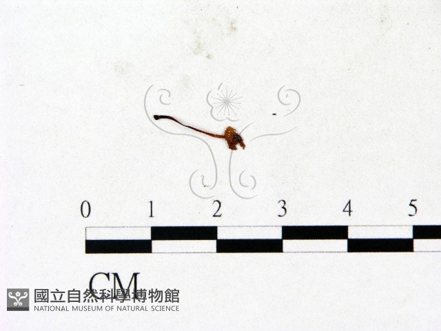 小菇屬藏品圖，第3張