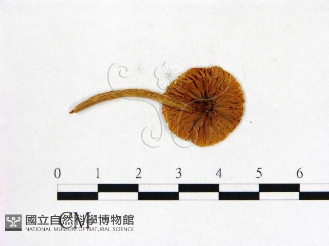 登錄號:F0013134藏品圖，第3張