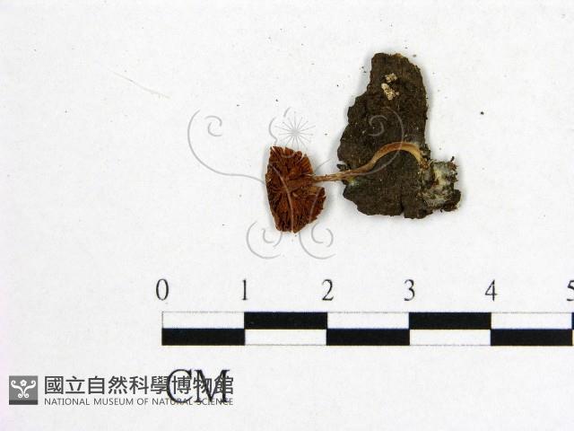 登錄號:F0016034藏品圖，第3張