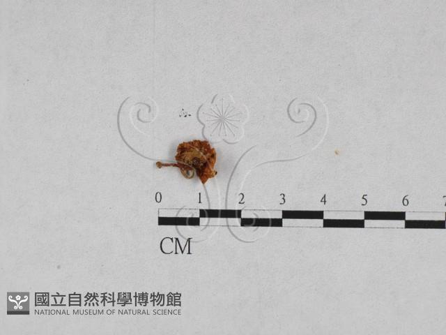 登錄號:F0011034藏品圖，第1張