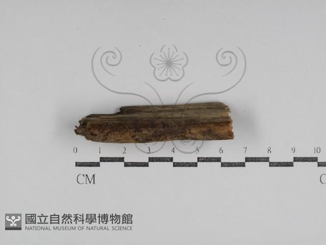 登錄號:F0031034藏品圖，第1張