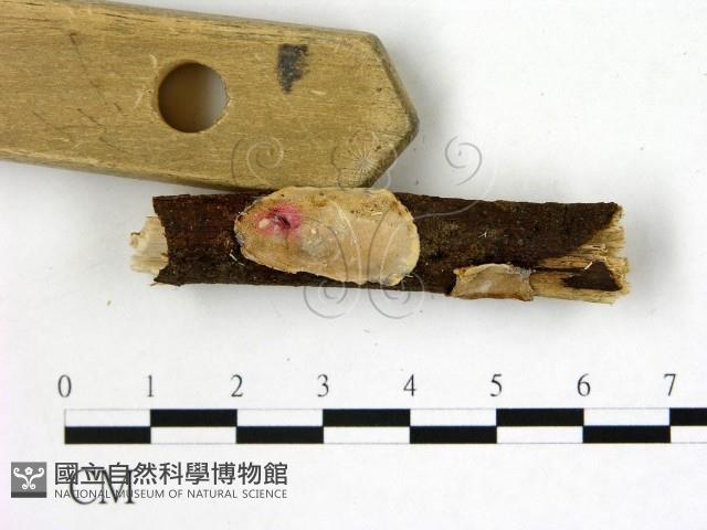 刺皮菌屬藏品圖，第3張