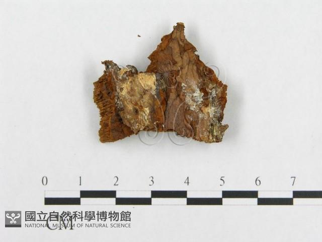 登錄號:F0014034藏品圖，第3張