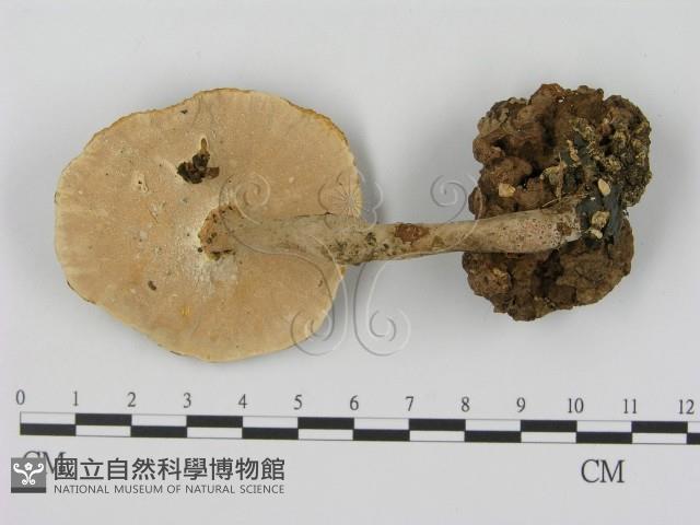 登錄號:F0012034藏品圖，第3張