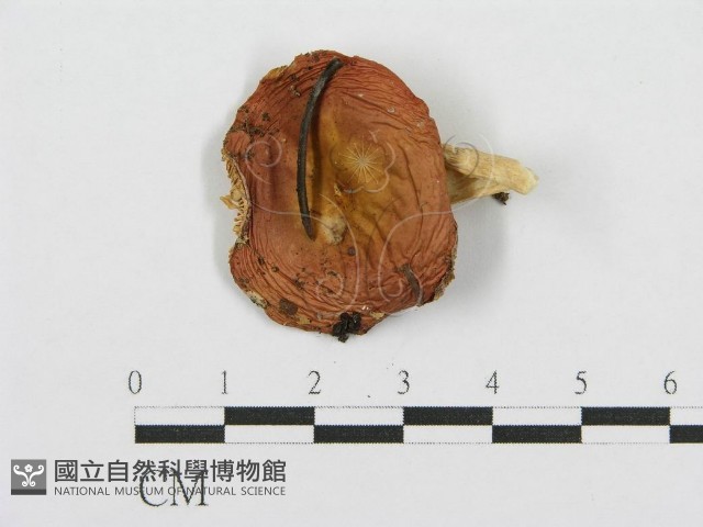 紅菇屬藏品圖，第1張