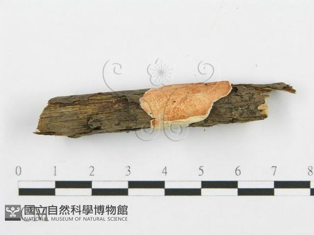 登錄號:F0005034藏品圖，第3張