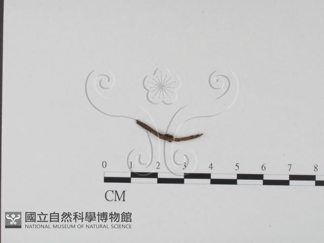 登錄號:F0015034藏品圖，第3張
