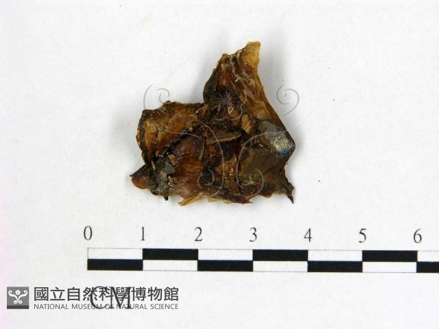 登錄號:F0009034藏品圖，第3張