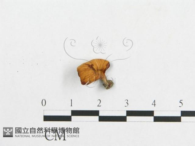 多孔菌屬藏品圖，第3張