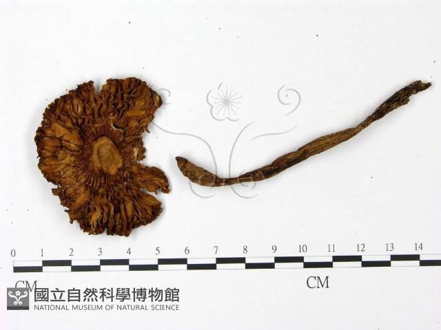 登錄號:F0023034藏品圖，第3張