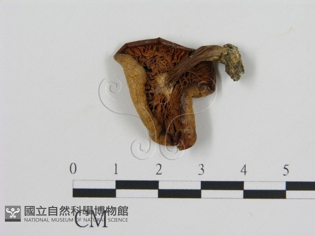 登錄號:F0003034藏品圖，第3張