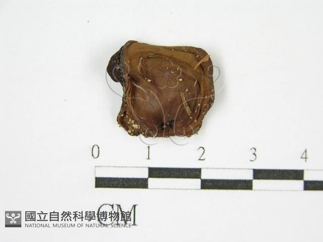 登錄號:F0000334藏品圖，第3張