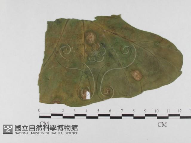 登錄號:F0026334藏品圖，第1張