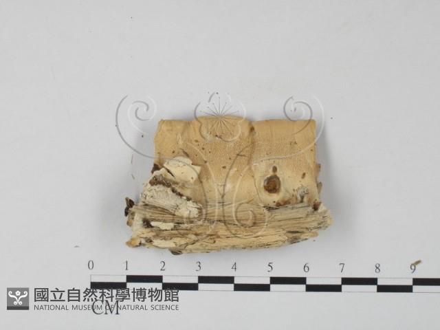 雲芝藏品圖，第3張