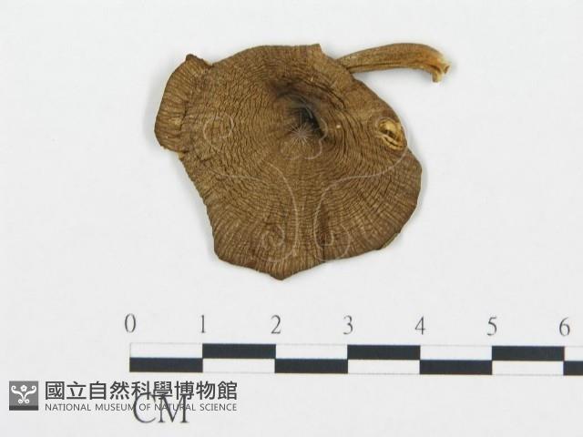 杯傘屬藏品圖，第3張