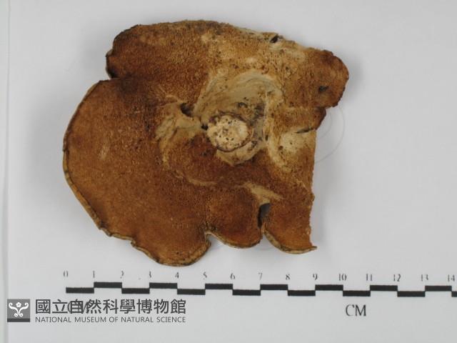 多孔菌屬藏品圖，第3張