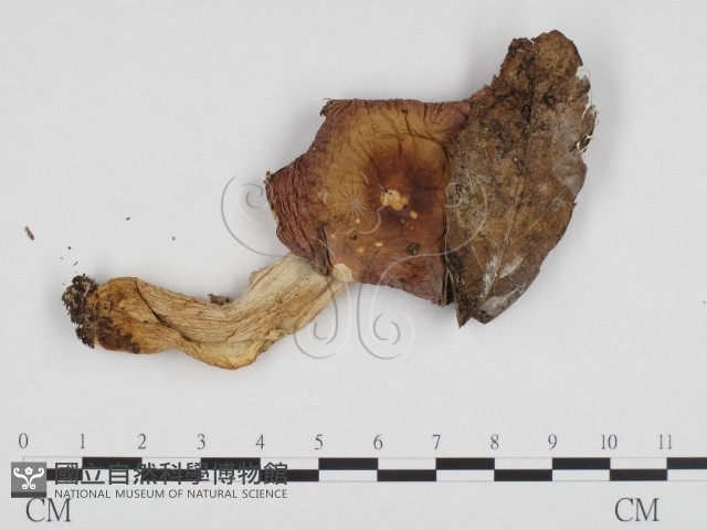登錄號:F0024334藏品圖，第3張