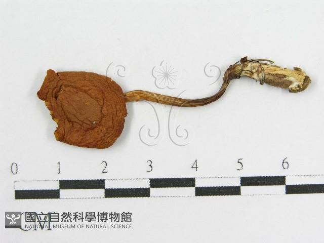 登錄號:F0004334藏品圖，第3張