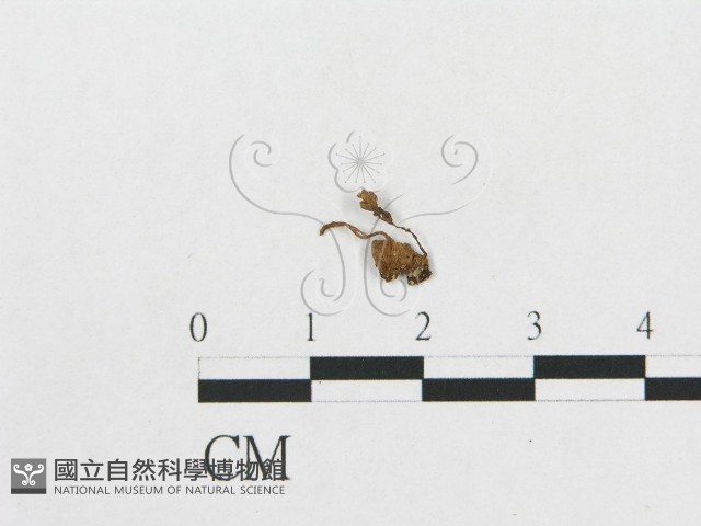 登錄號:F0014334藏品圖，第3張