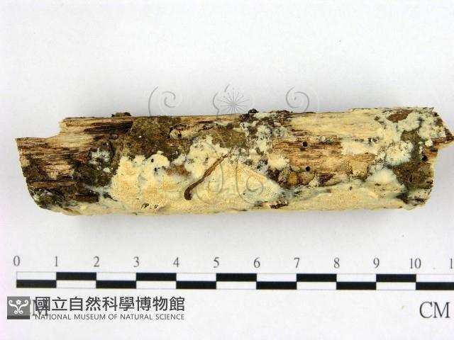 登錄號:F0022334藏品圖，第3張