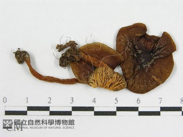 粉褶菌屬藏品圖，第3張