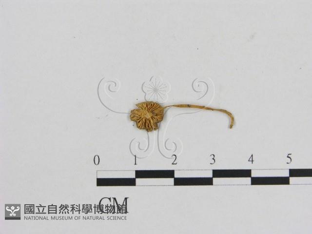 小菇屬藏品圖，第3張
