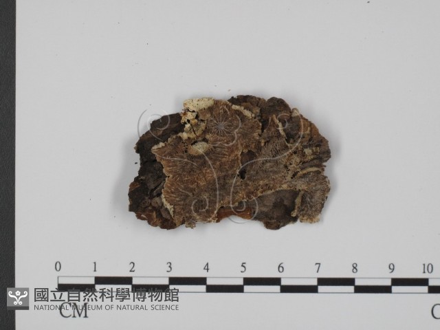 登錄號:F0007334藏品圖，第3張