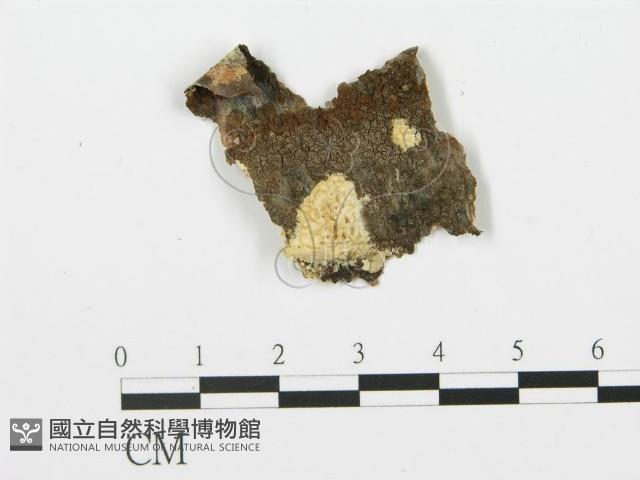登錄號:F0017334藏品圖，第1張