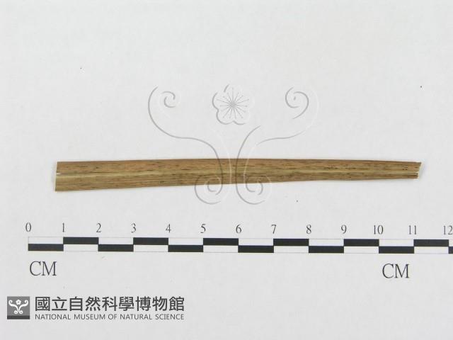 登錄號:F0019334藏品圖，第1張