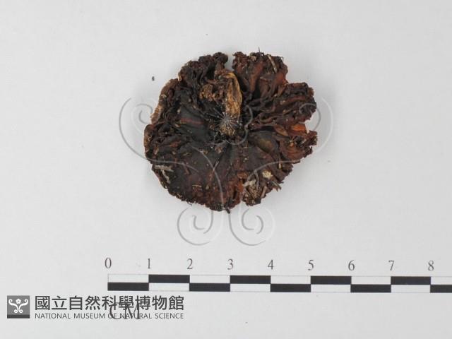 登錄號:F0023334藏品圖，第3張