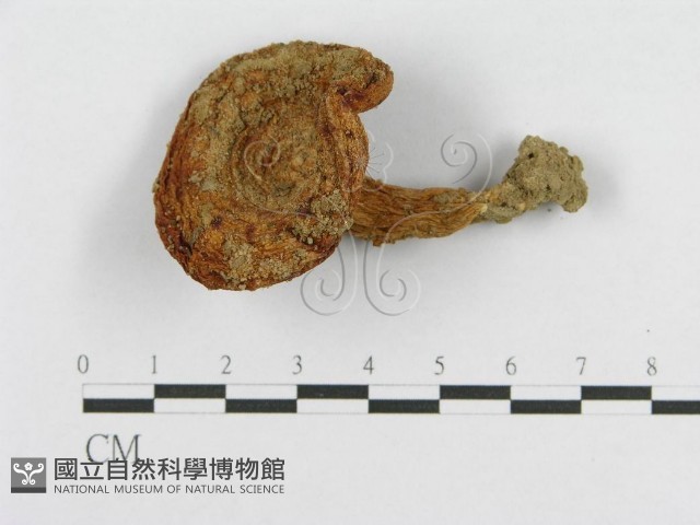 登錄號:F0003334藏品圖，第1張
