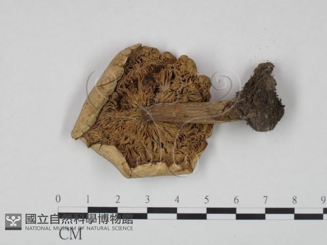 登錄號:F0020274藏品圖，第3張