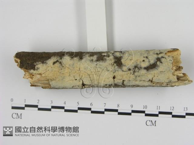 剛毛絲皮菌藏品圖，第3張