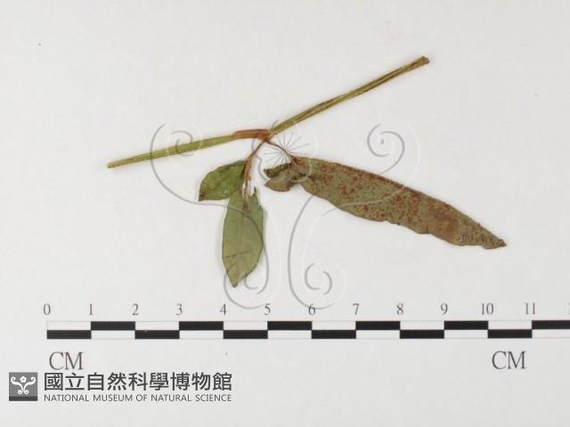 登錄號:F0026274藏品圖，第1張