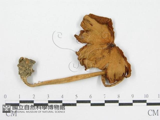 登錄號:F0016274藏品圖，第3張